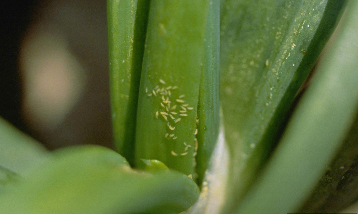 Onion thrips (Thrips tabaci) nymphs in new growth, between onion leaves.