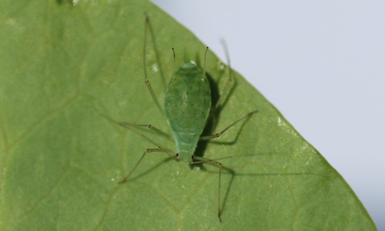 Green aphid with red eyes and cornicles with black tips.