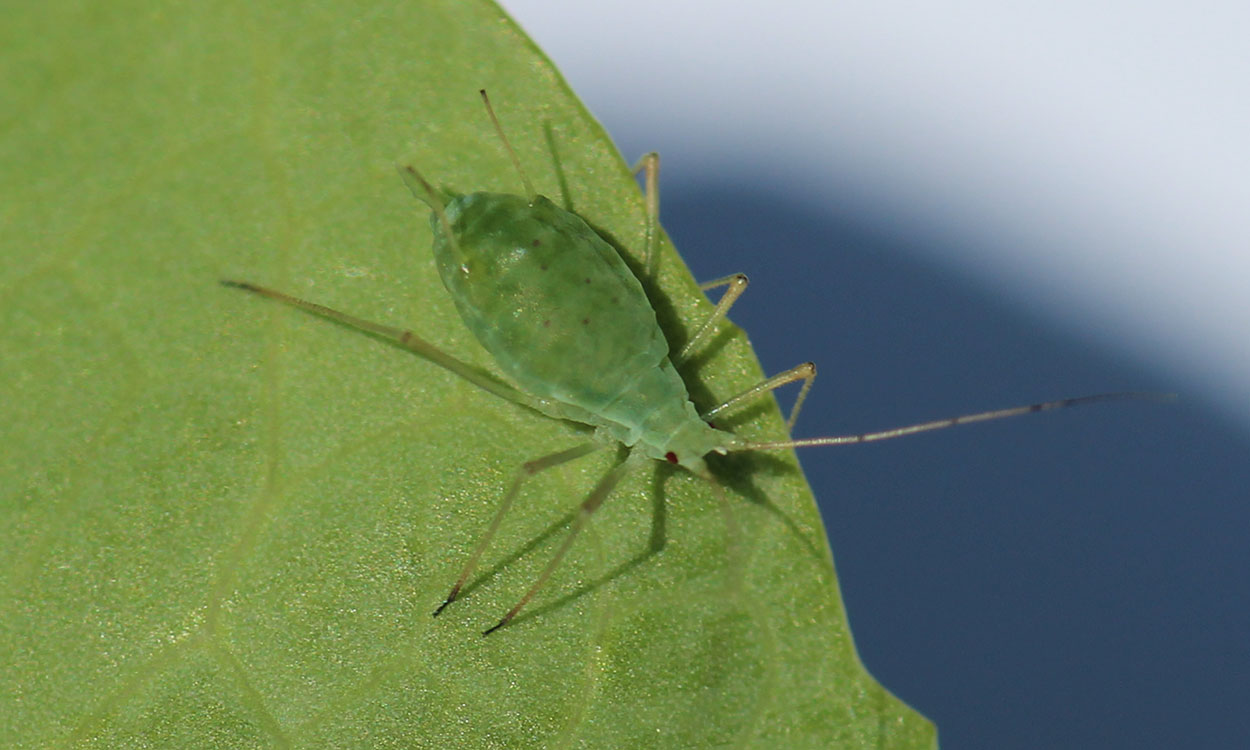 Green aphid with red eyes and antennae with dark bands at start of new segments.