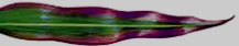 Corn leaf with phosphorus deficiency