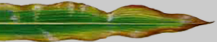 Corn leaf with potassium deficiency