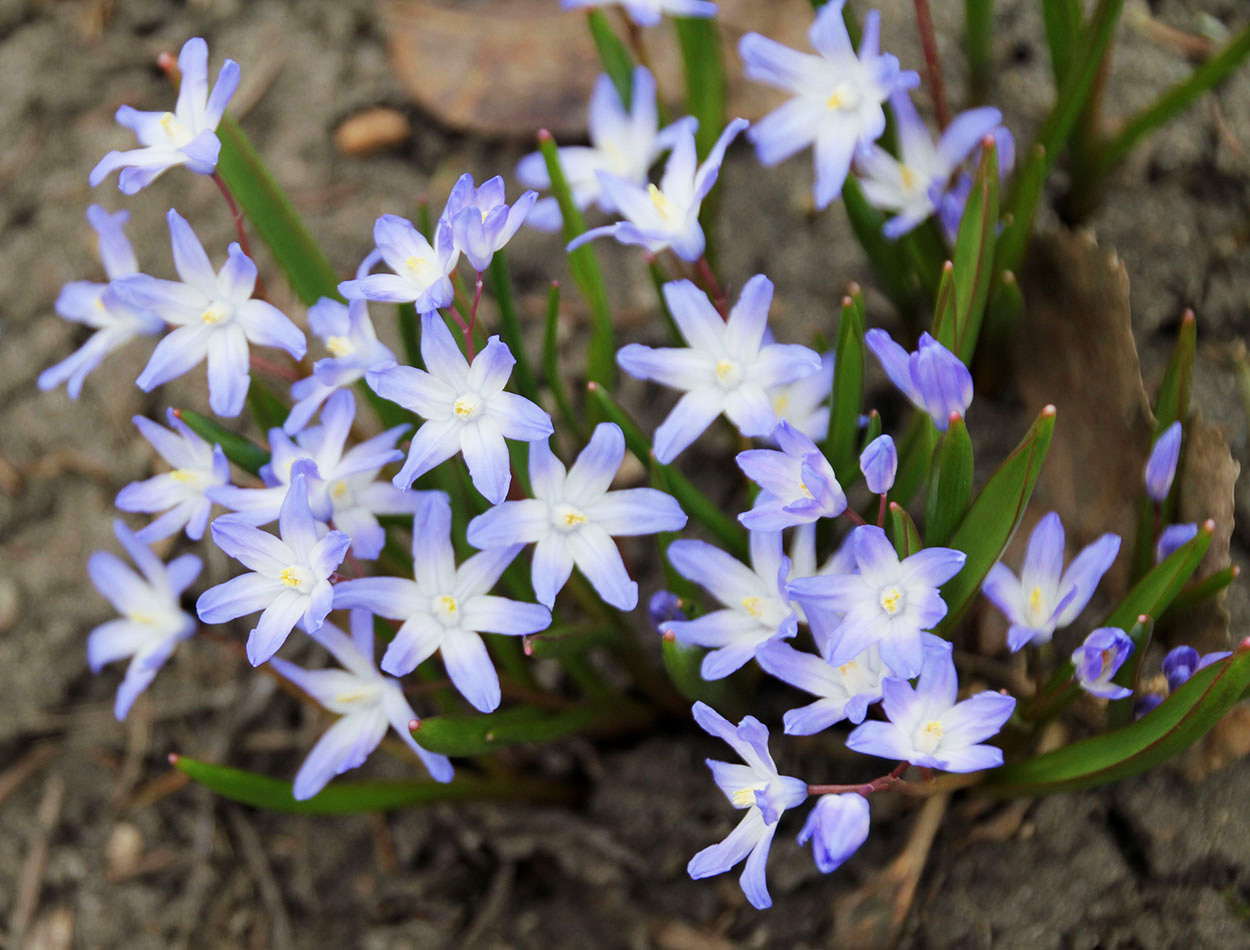 green plant with delicate, white to purple, star-shaped flowers.