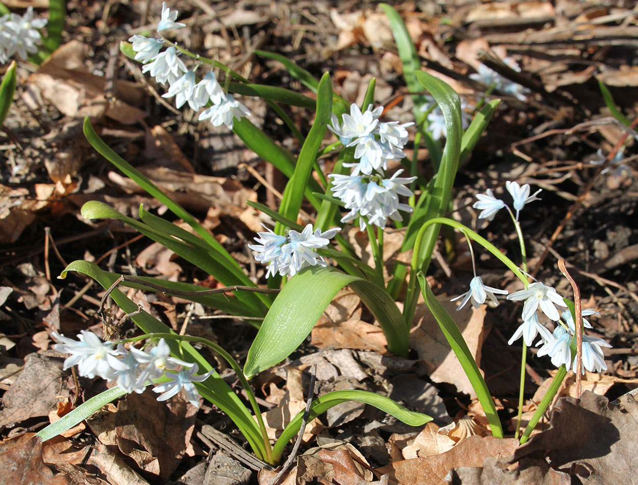 Green plant with delicate, star-like white flowers