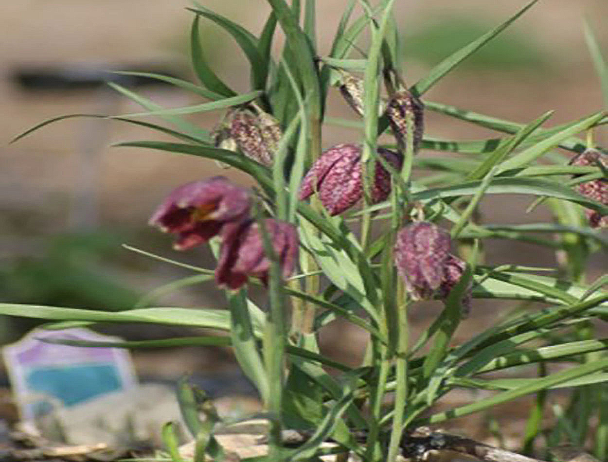 Green plant with dark, speckled red flowers