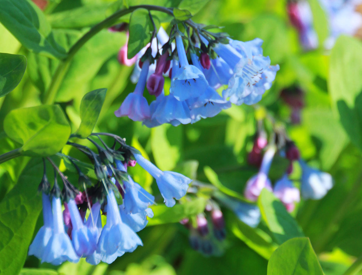 plant with blue to violet, bell-shaped flowers