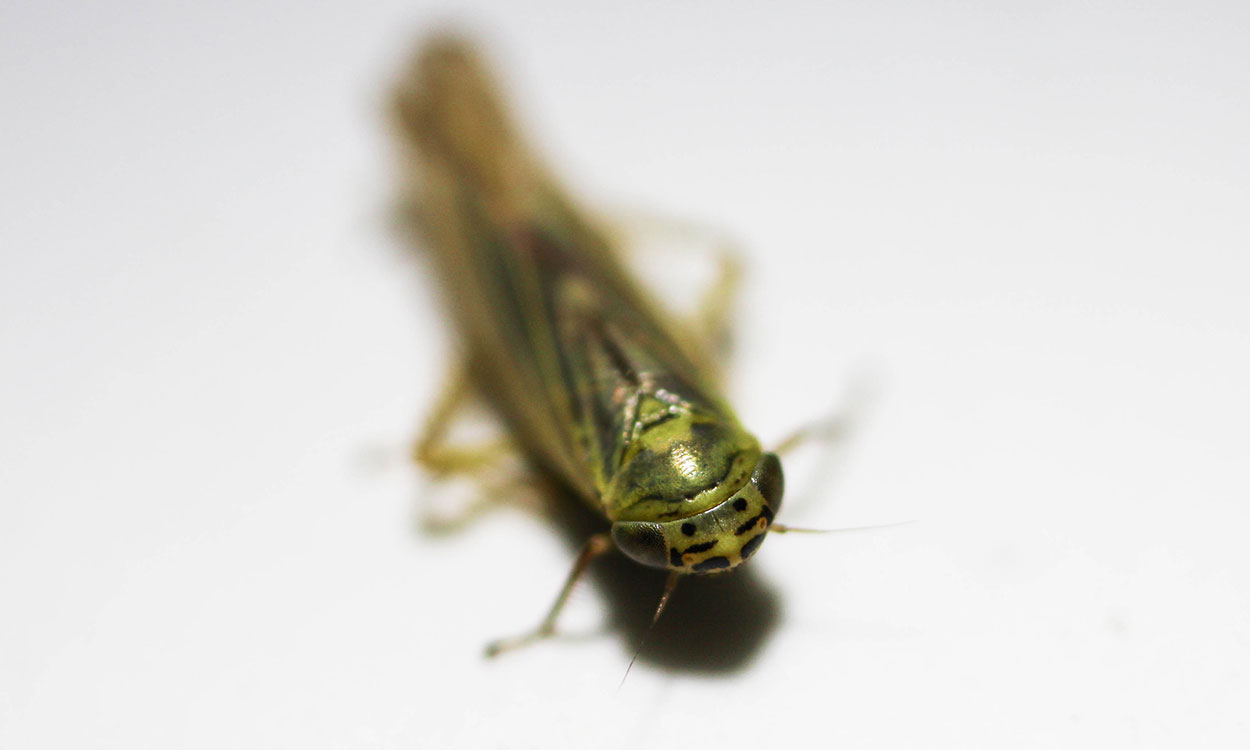 Top front angle of a green leaf hopper showing two black spots between the eyes.