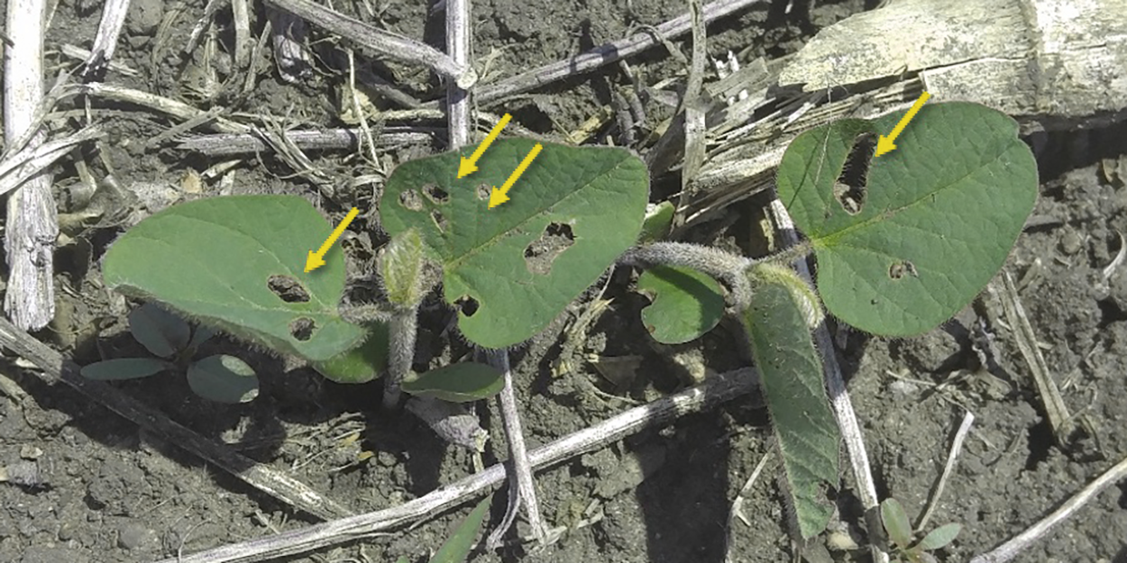 Green soybean plant with holes on the leaves caused by bean leaf beetle feeding. 