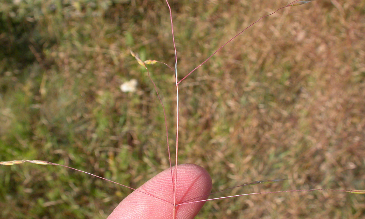 Fingertip pointing out the open panicle of ventenata grass.