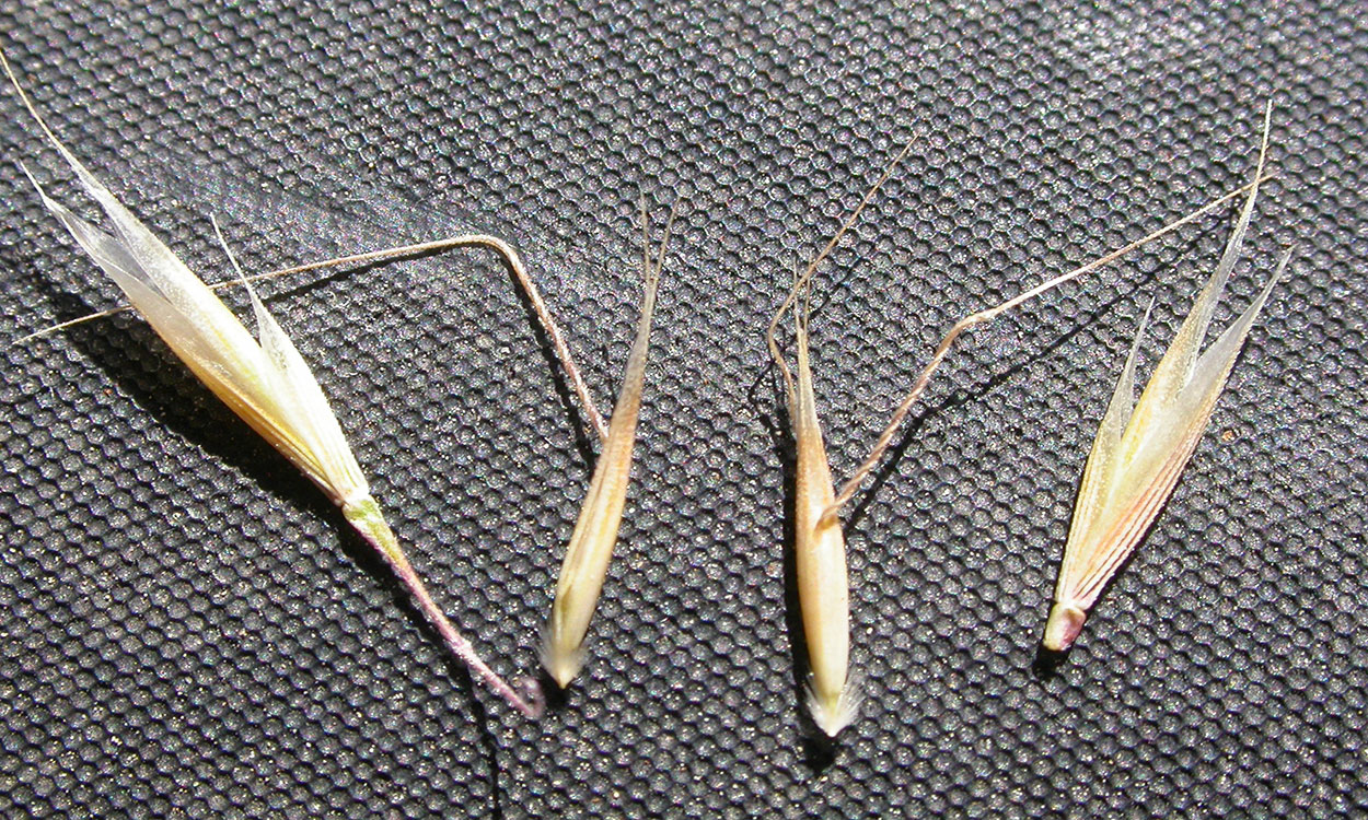 Bent and twisted awns of ventenata grass on a fabric display surface.