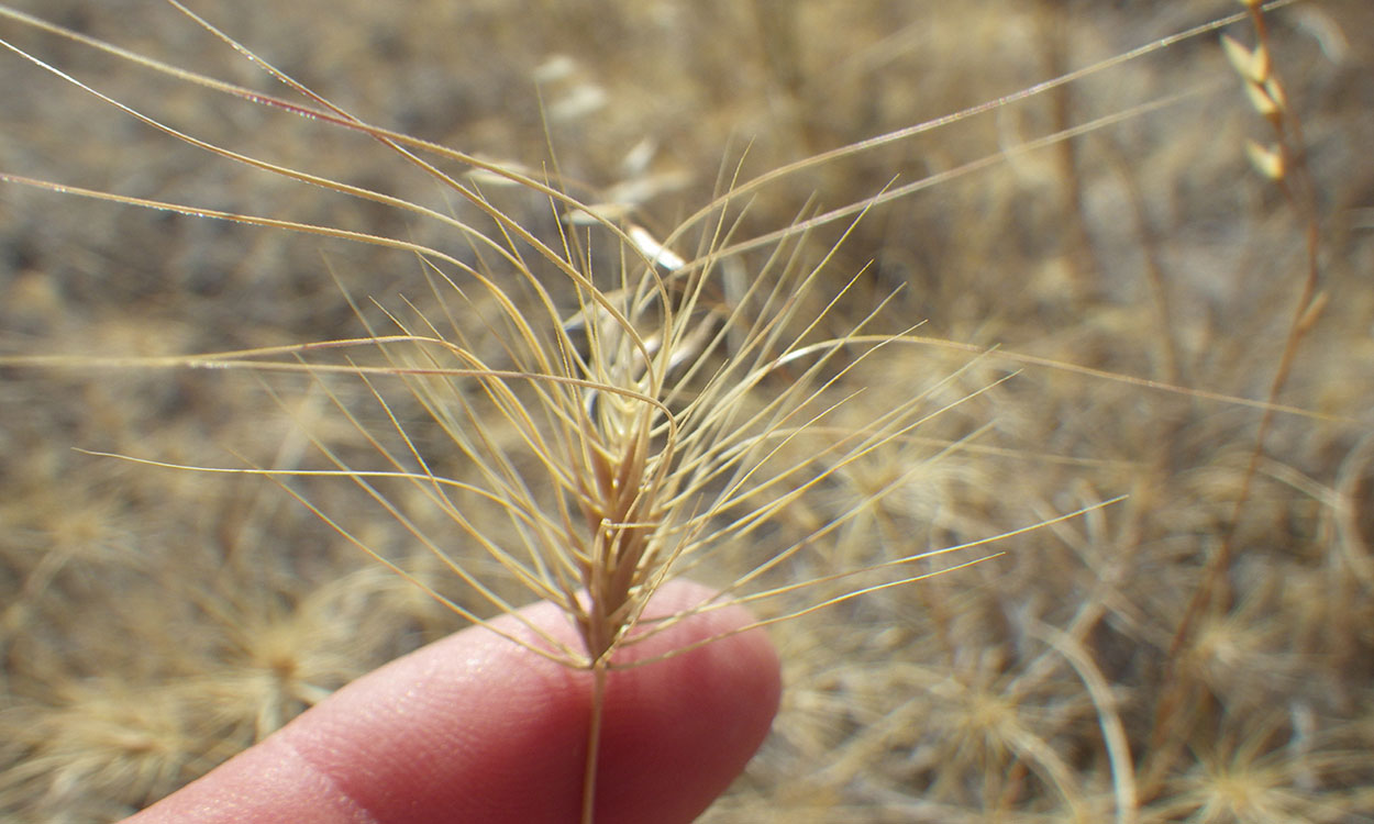 Fingertip displaying the inflorescence on a blade of medusahead grass.