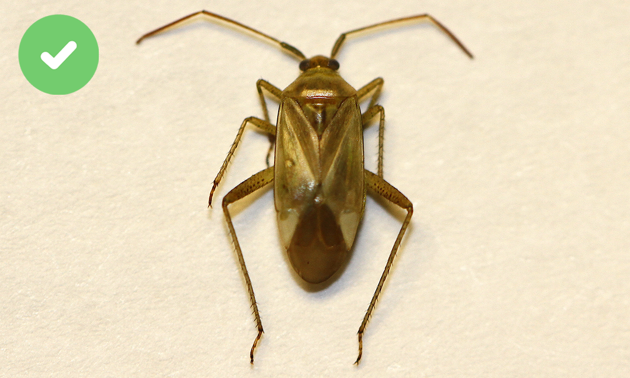 Greenish brown bug on a white background.