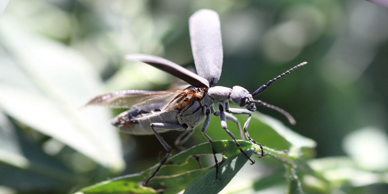 Gray beetle on a green alfalfa leaf.