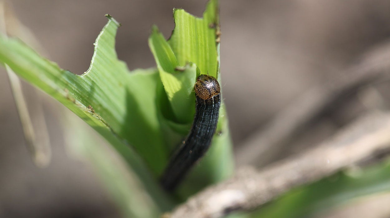 Dark green caterpillar that has an orange head with a network of black lines.