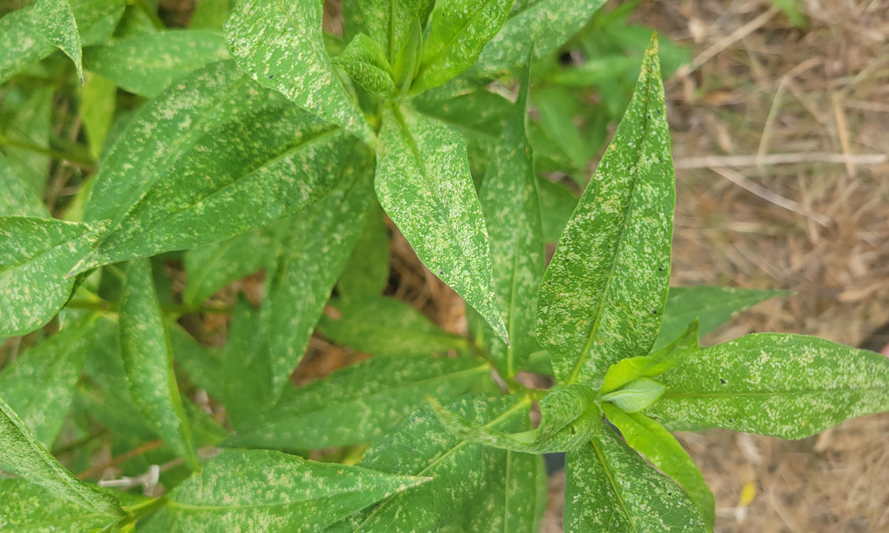 Patch of phlox with white, speckles throughout the leaves due to spider mite feeding.