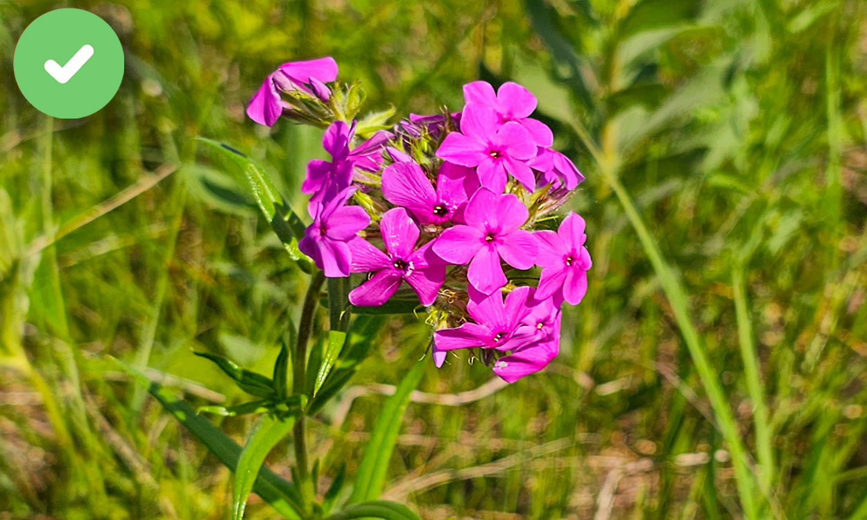 Prairie phlox blooming in a clearing with bright-pink flowers.