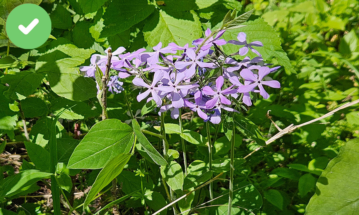 Wild blue phlox with light, lavender flowers blooming in a wooded area.
