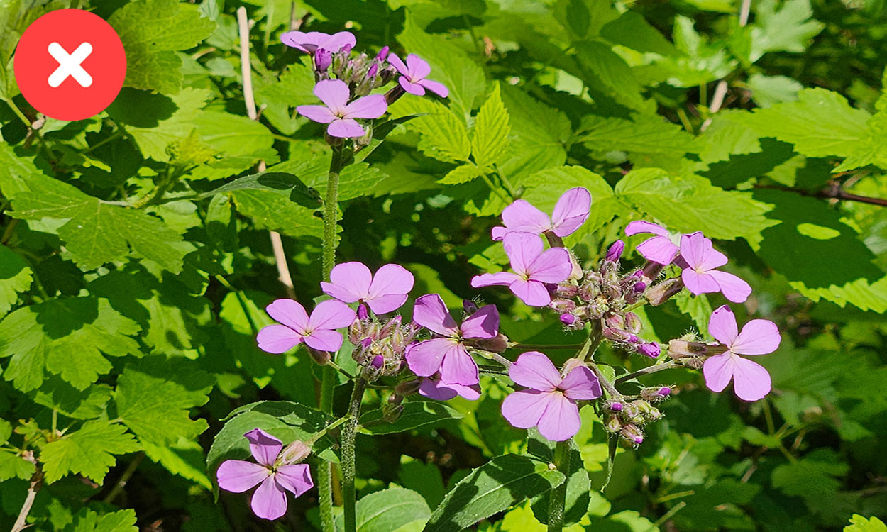 Dame’s rocket with pink flowers blooming in a clearing.