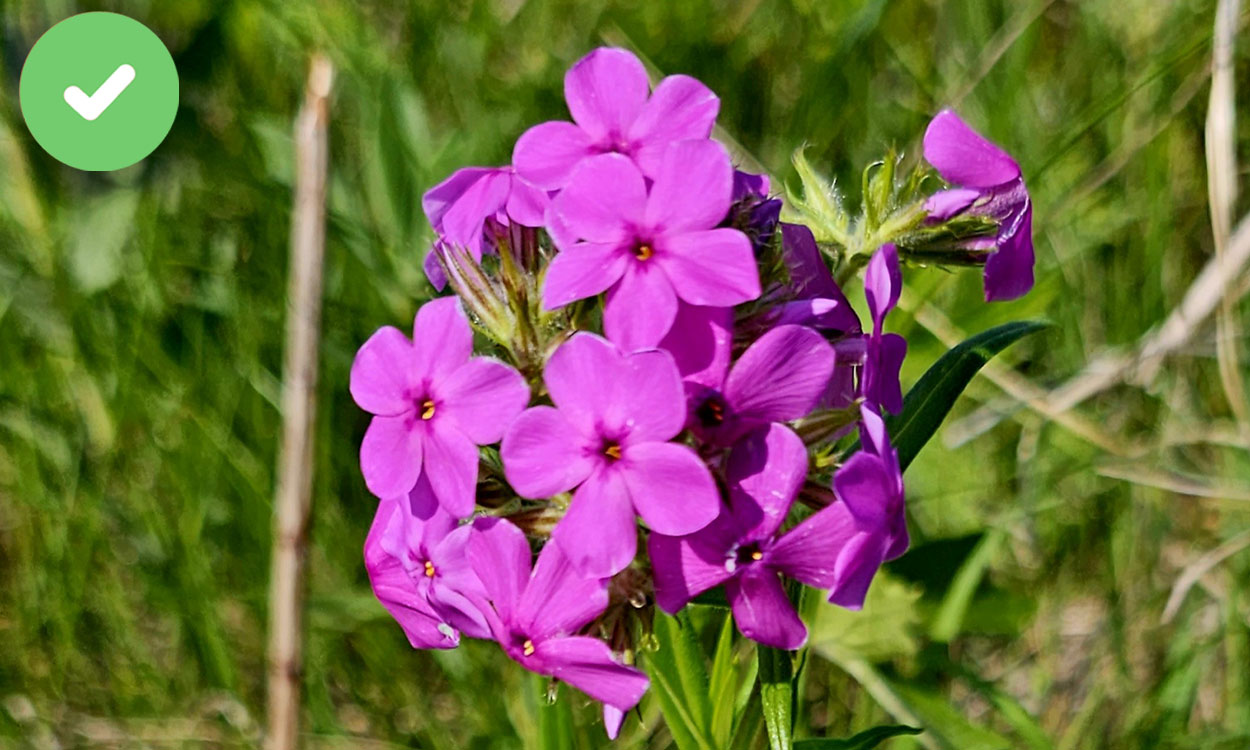 Bright pink prairie phlox flowers with five petals each.