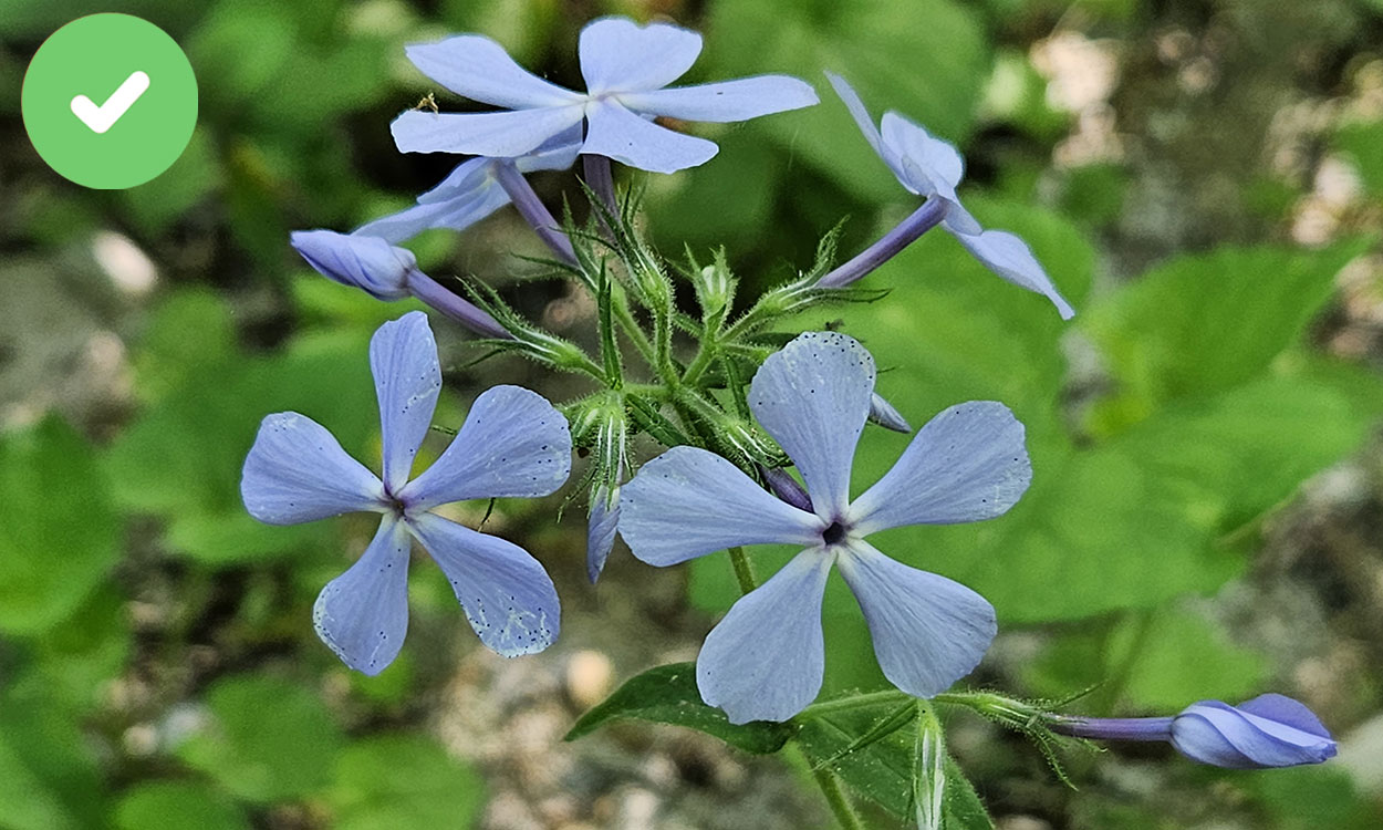 Light blue wild blue phlox flowers with five petals each.
