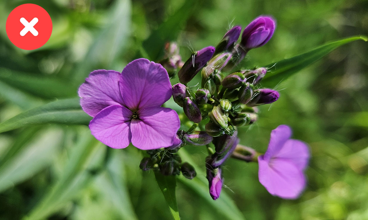 Pink Dame’s rocket flowers with four petals on each flower.