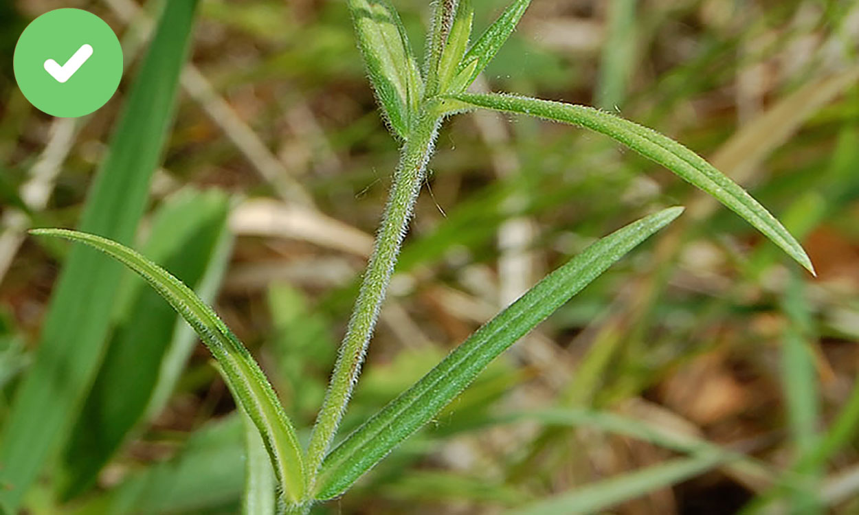 Prairie phlox leaves with distinct hairy growth on the stem and leaf blades.