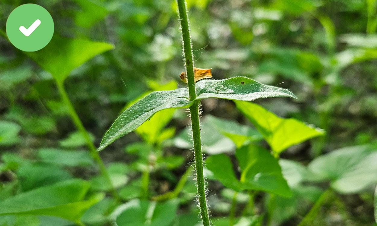 Wild blue phlox leaves with smooth leaf blades directly across from each other.