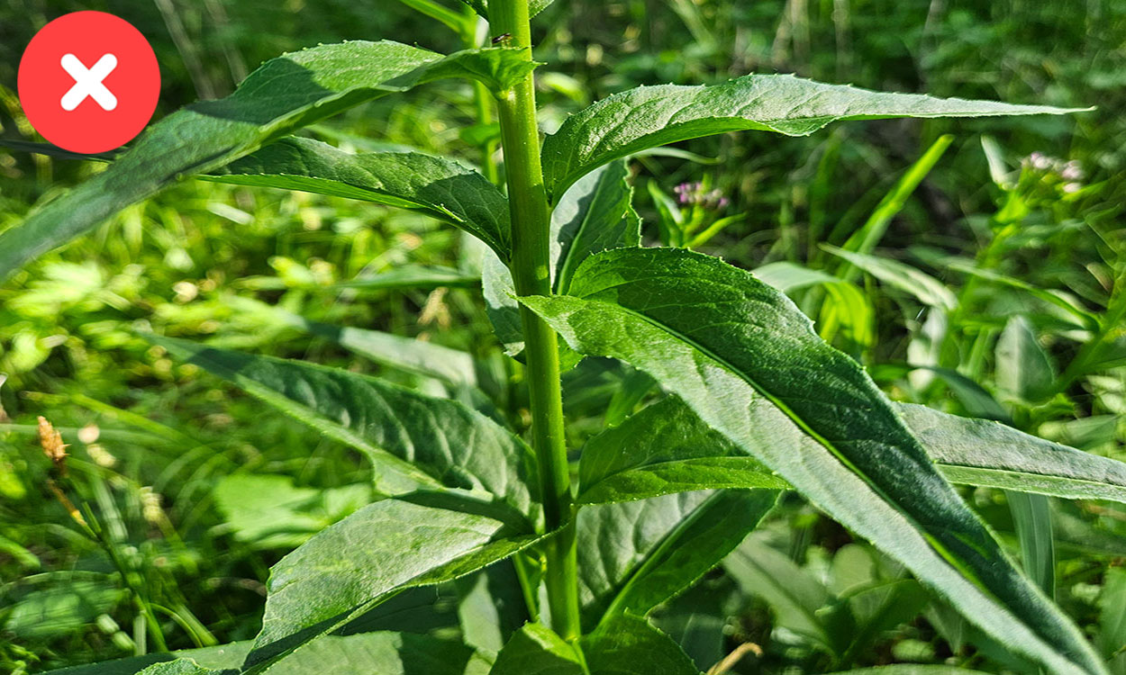 Dame’s rocket leaves alternating in a pattern up and down stem.