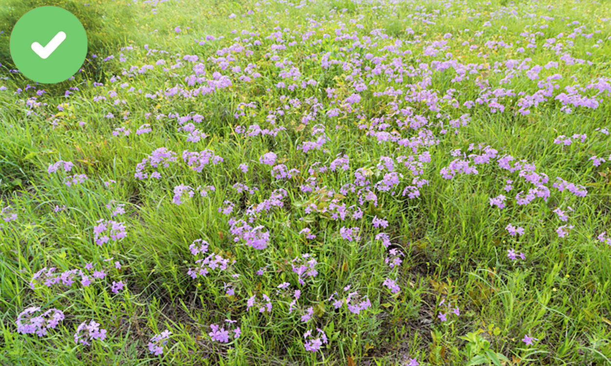 Prairie phlox growing in an open meadow.