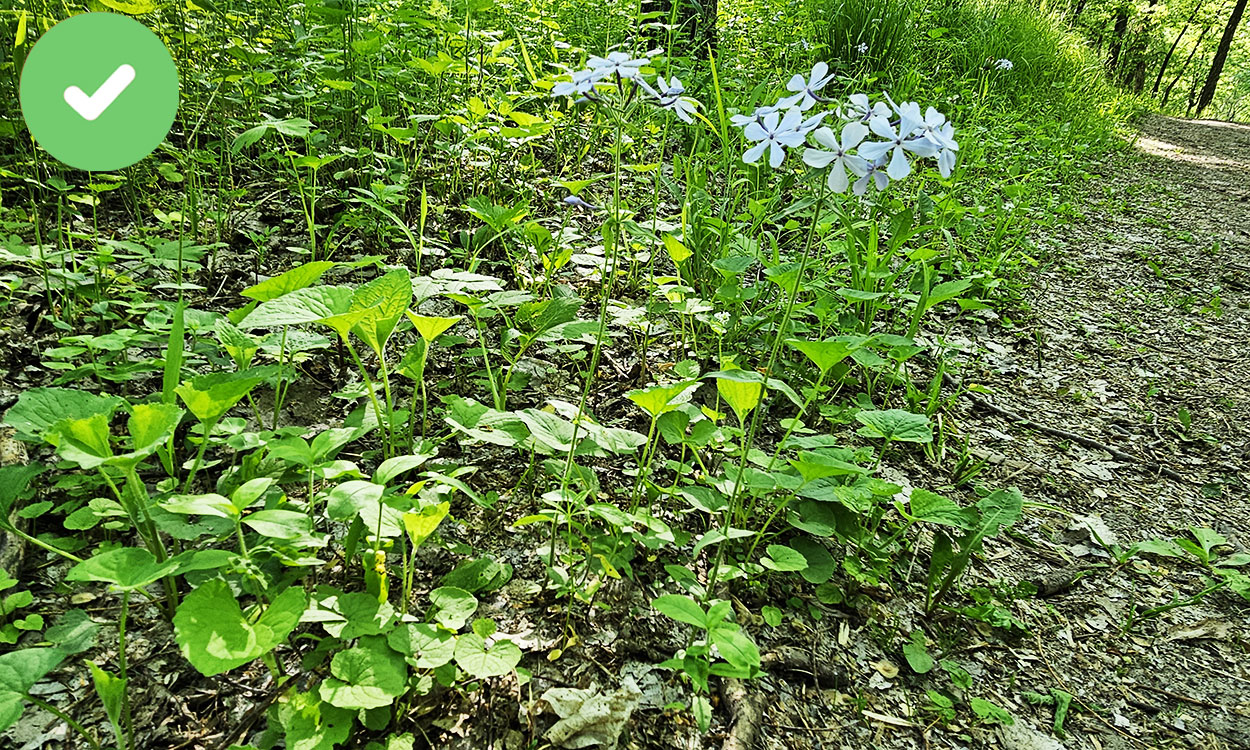 Wild blue phlox growing in a woodland area.