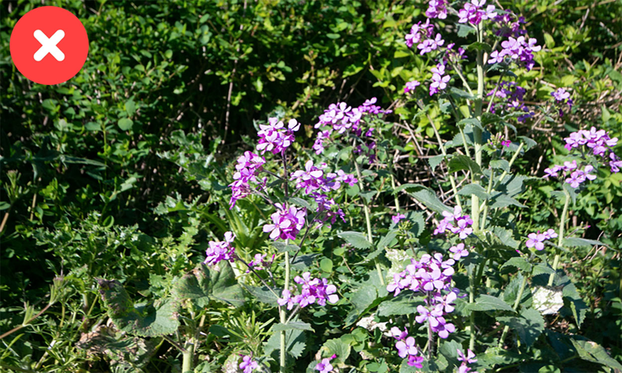 Dame’s rocket growing along the edge of a disturbed area.