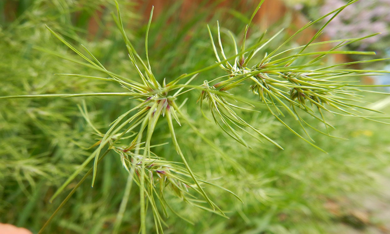 Green, spiney panicle of bulbous bluegrass.
