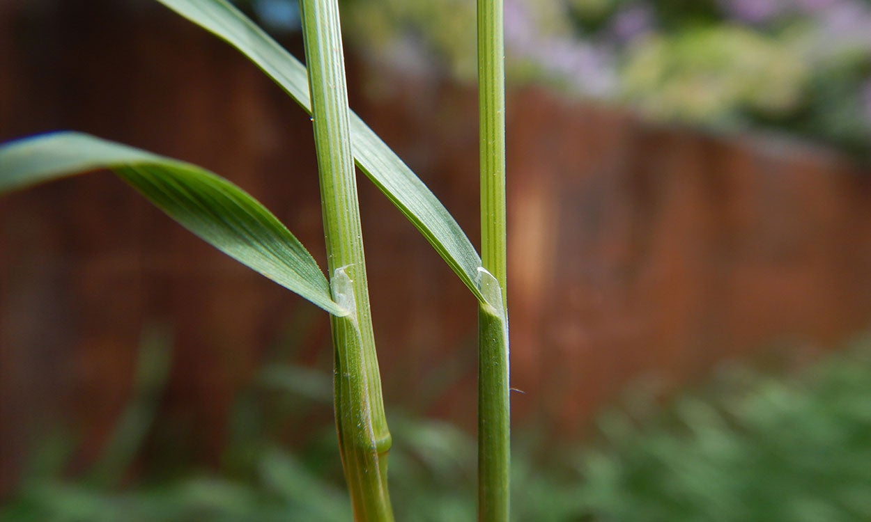 Slender, green membranous ligule of bulbous bluegrass.
