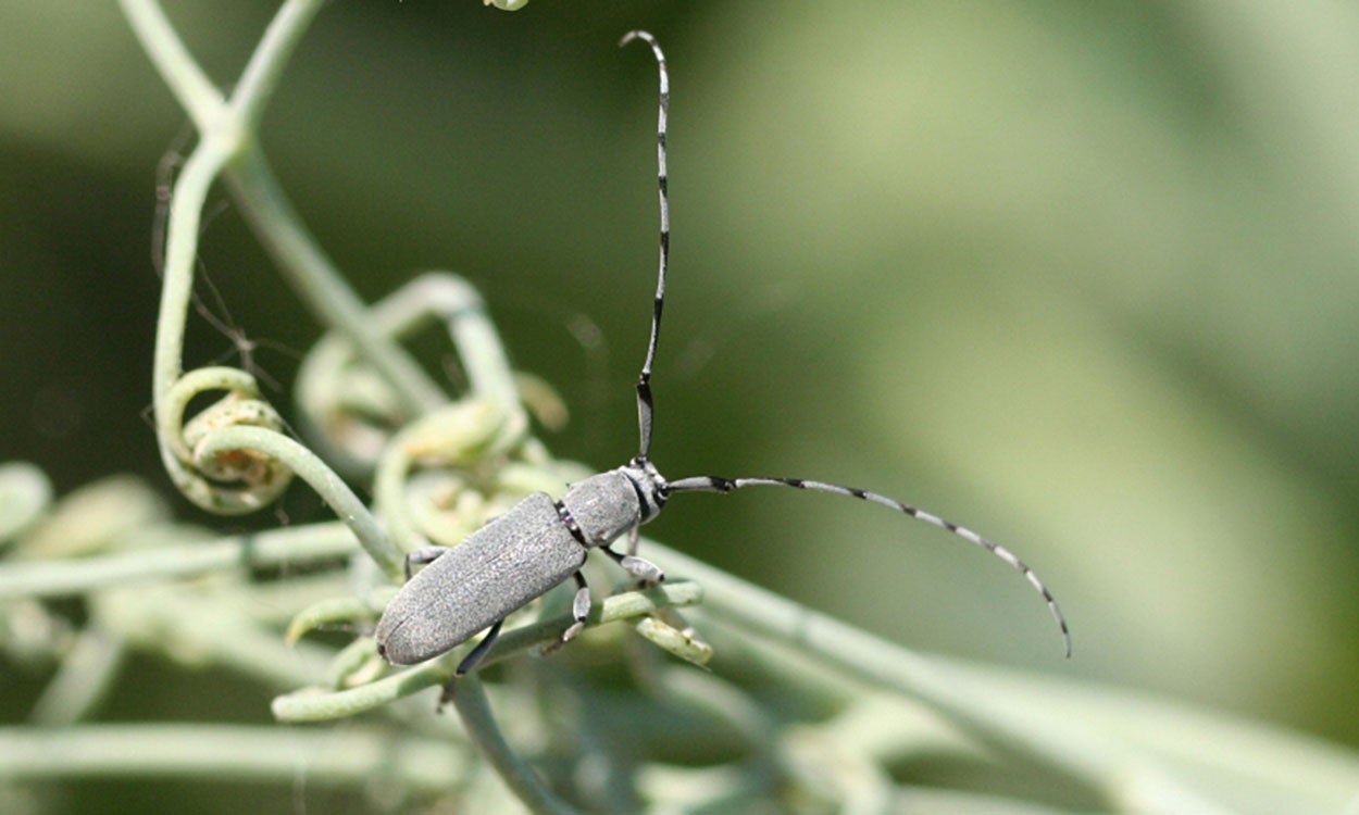 Gray beetle with long antennae. 
