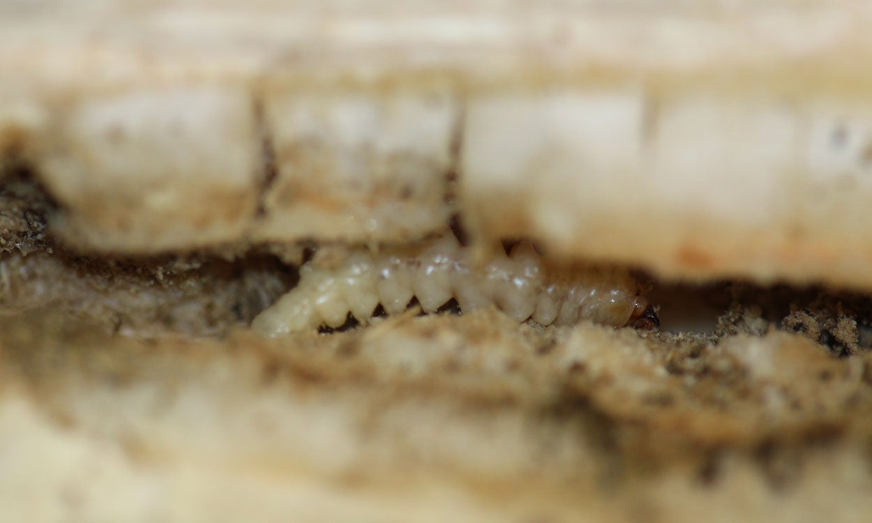 Accordion shaped white larvae with brown head in the center of a sunflower stem.
