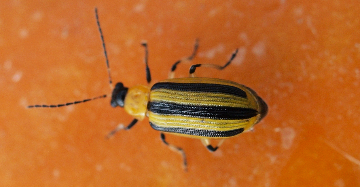 Striped Cucumber Beetles: A New Guide Reviews Management Options for Vexing  Cucurbit Pests