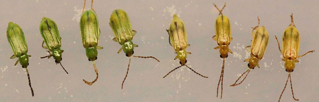 Eight green beetles on a tan background.