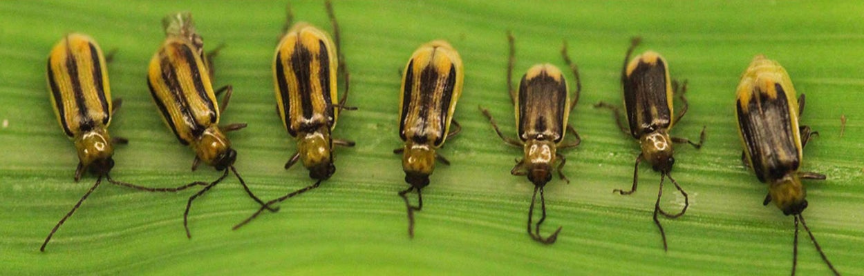 Seven yellow beetles with varying black stripes on a green leaf.