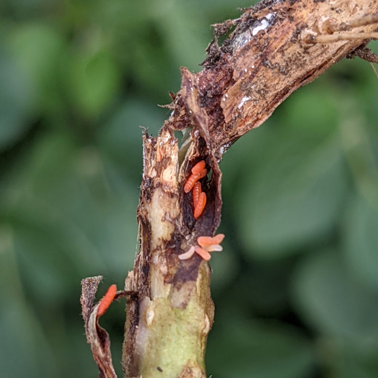 Base of soybean stem with small, translucent orange larvae present under the epidermis.