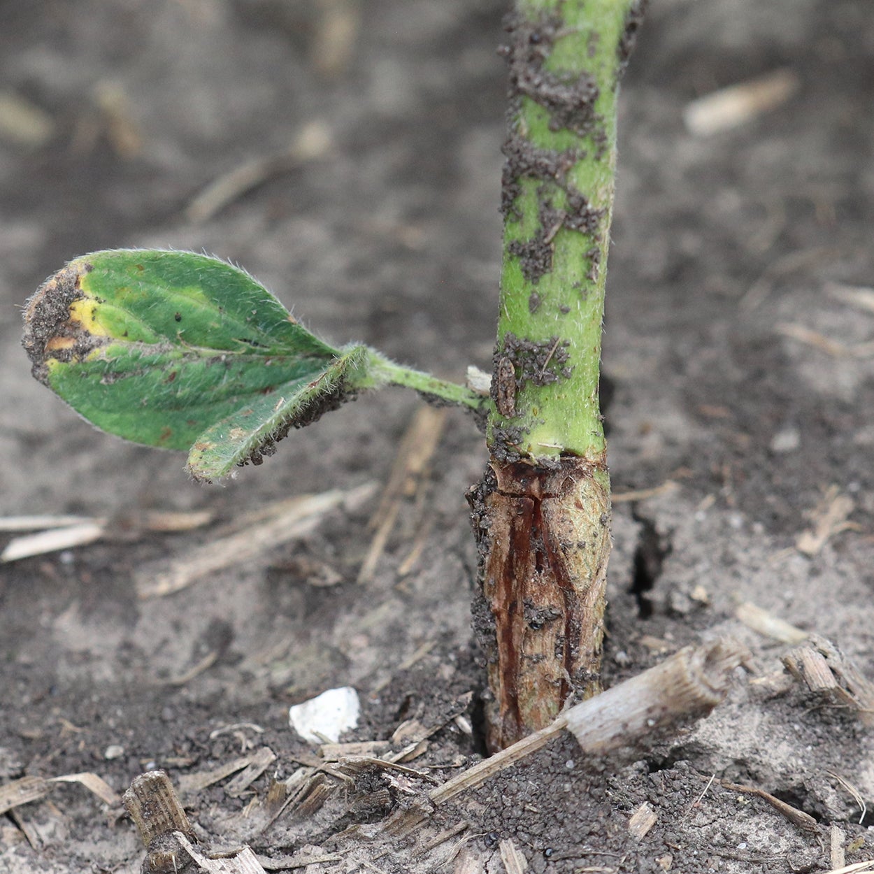 Green stem emerging from the soil. The bottom third of the stem is brown and slightly thicker than the top third. 