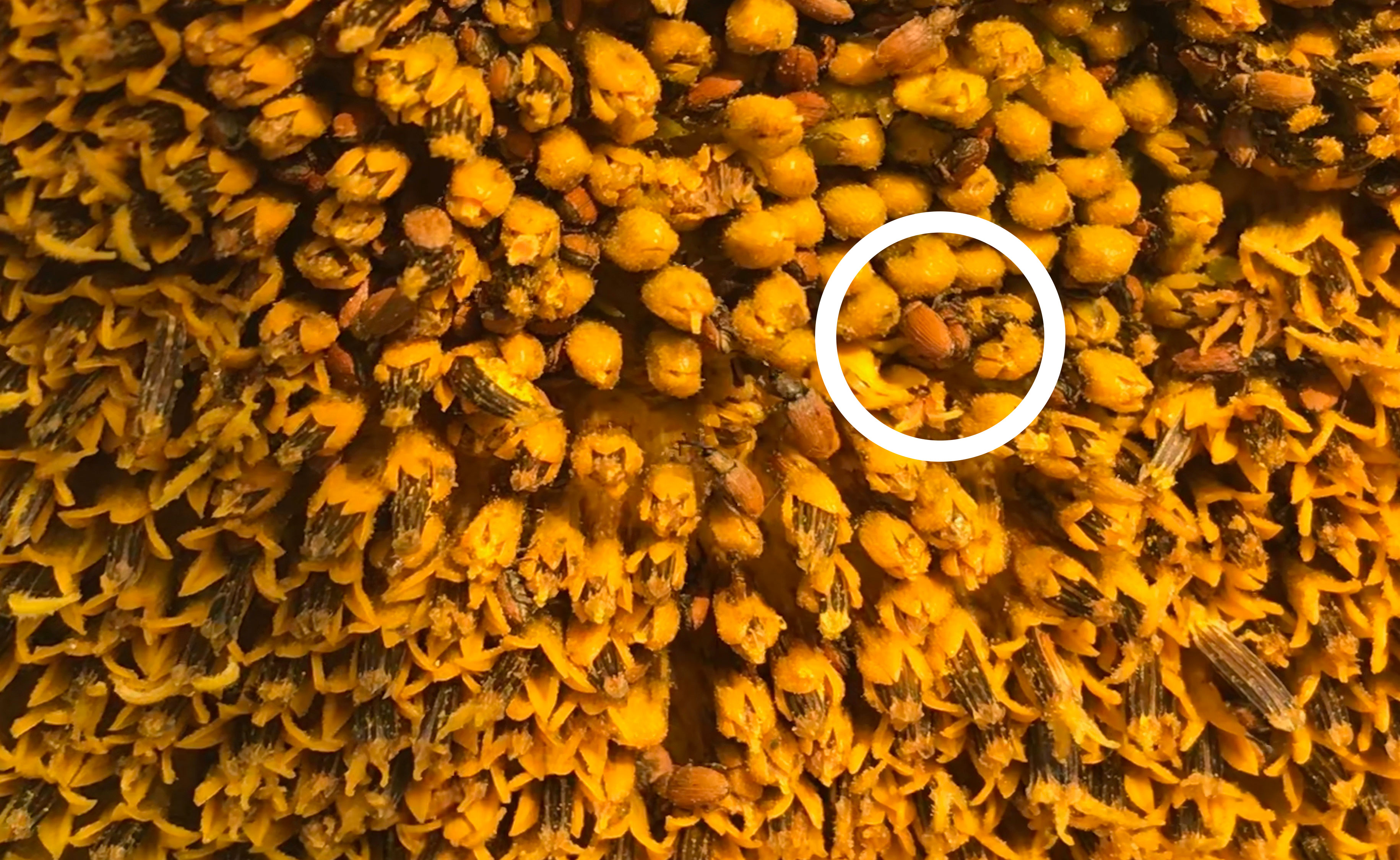 Several red-brown colored weevils crawling on the yellow florets of a sunflower. One is circled.