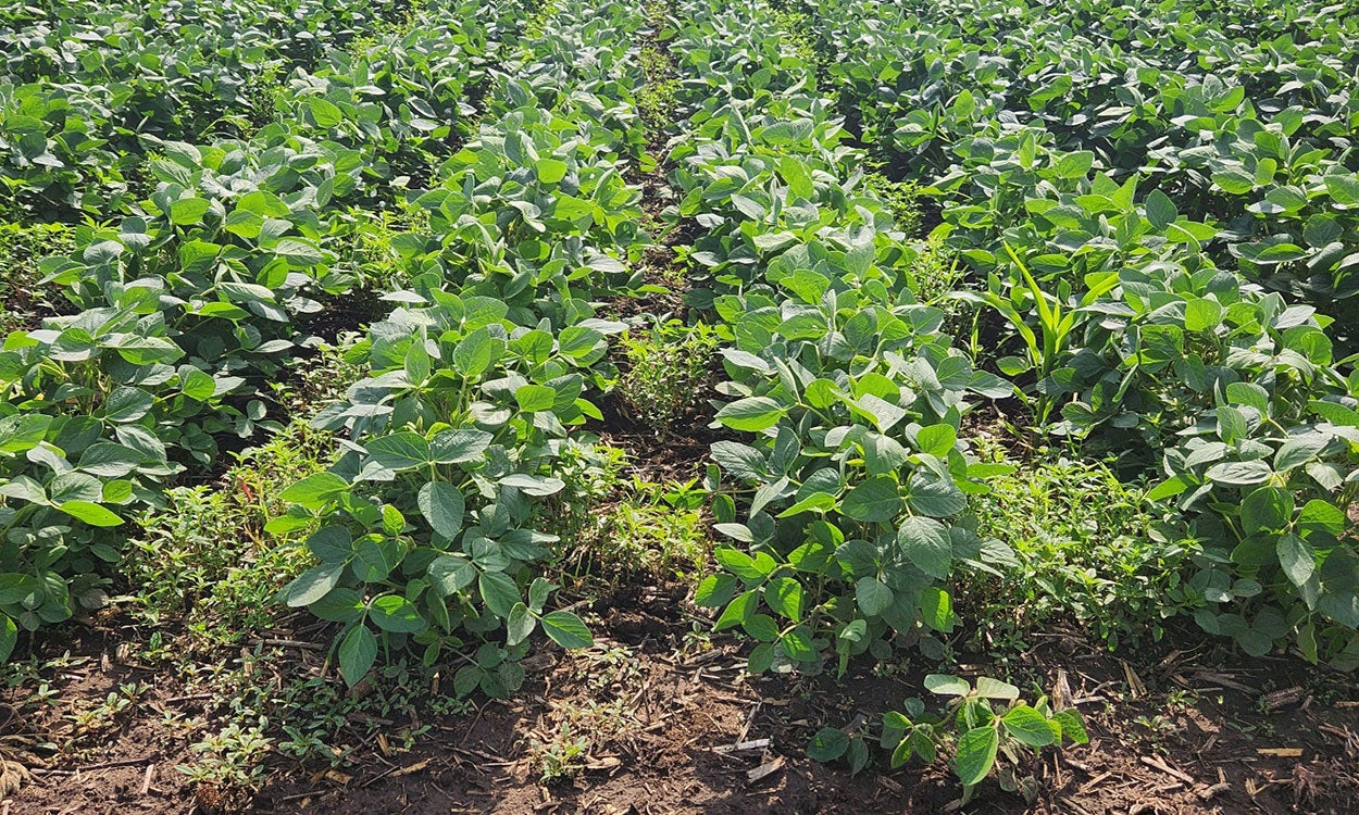 Green soybeans and green weeds throughout.