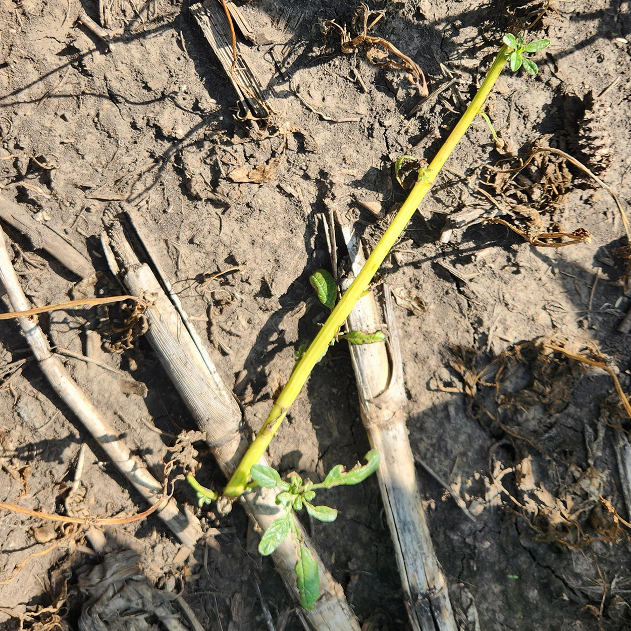 Waterhemp plant re-rooting on soil surface.