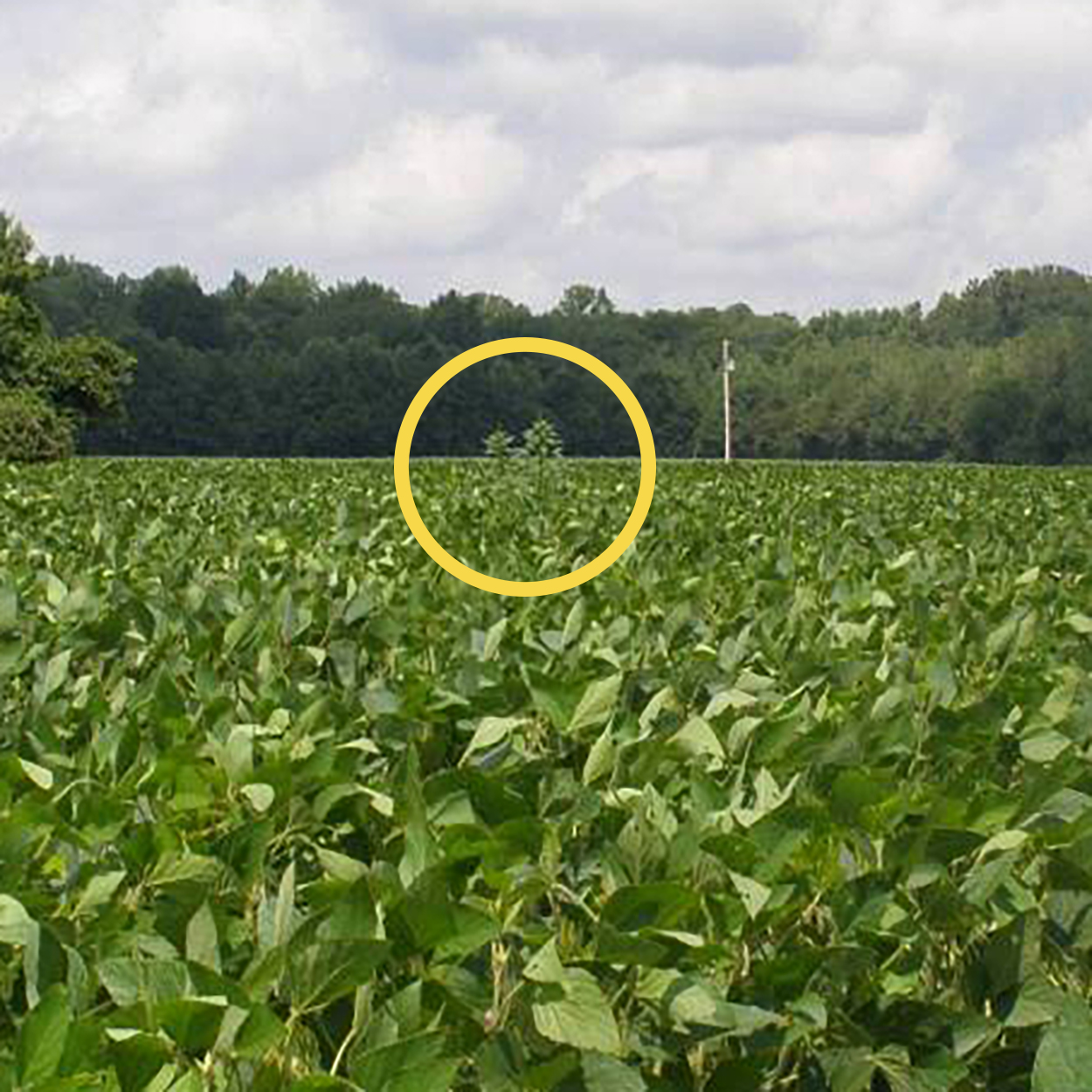 Lone weed in a soybean field