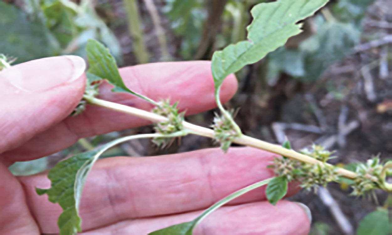 Long, sharp bracts on a flowering female Palmer amaranth plant.