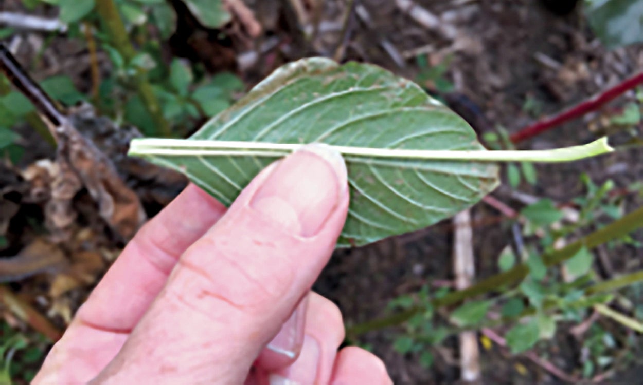 Palmer amaranth petiole and leaf.
