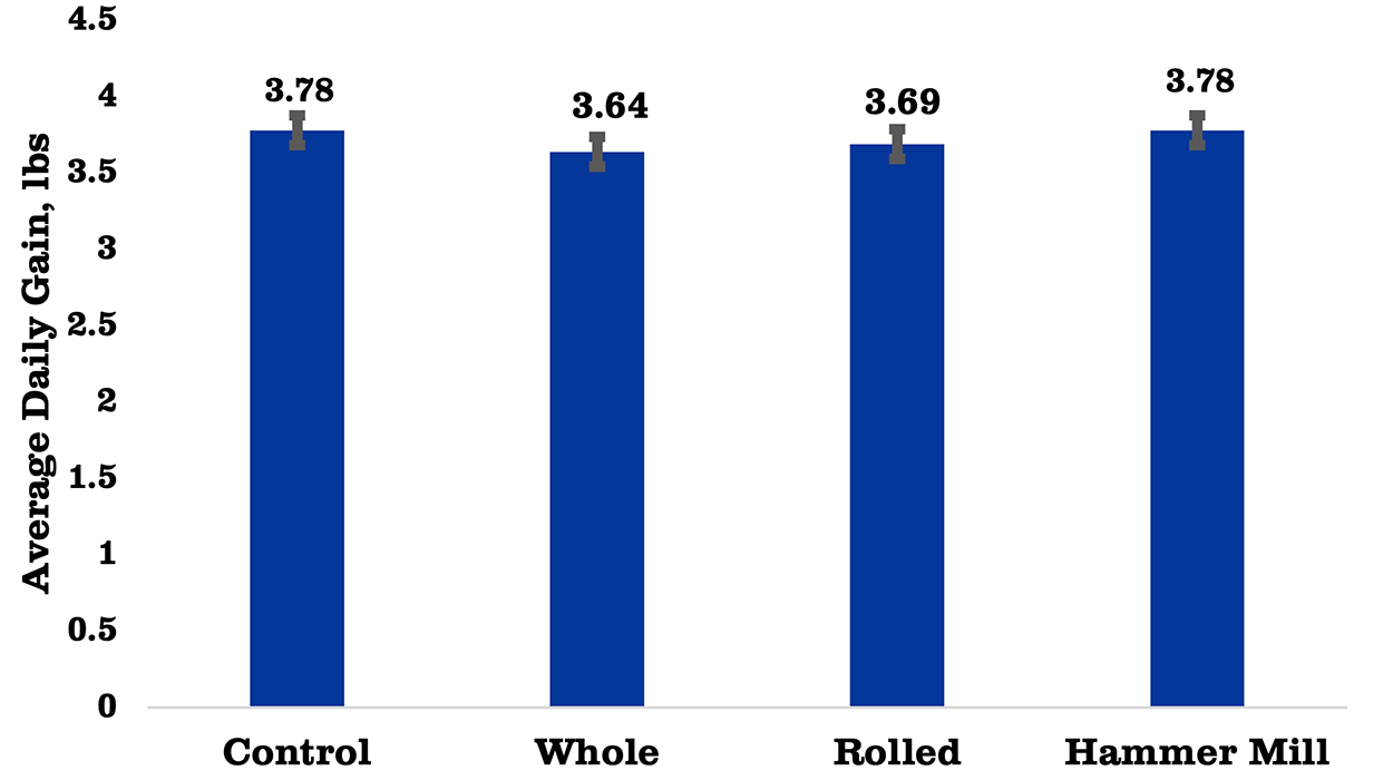 Bar graph showing the effect of rye processing on average daily gain. For a detailed description of this graphic and data set, please call SDSU Extension at 605-688-6729.