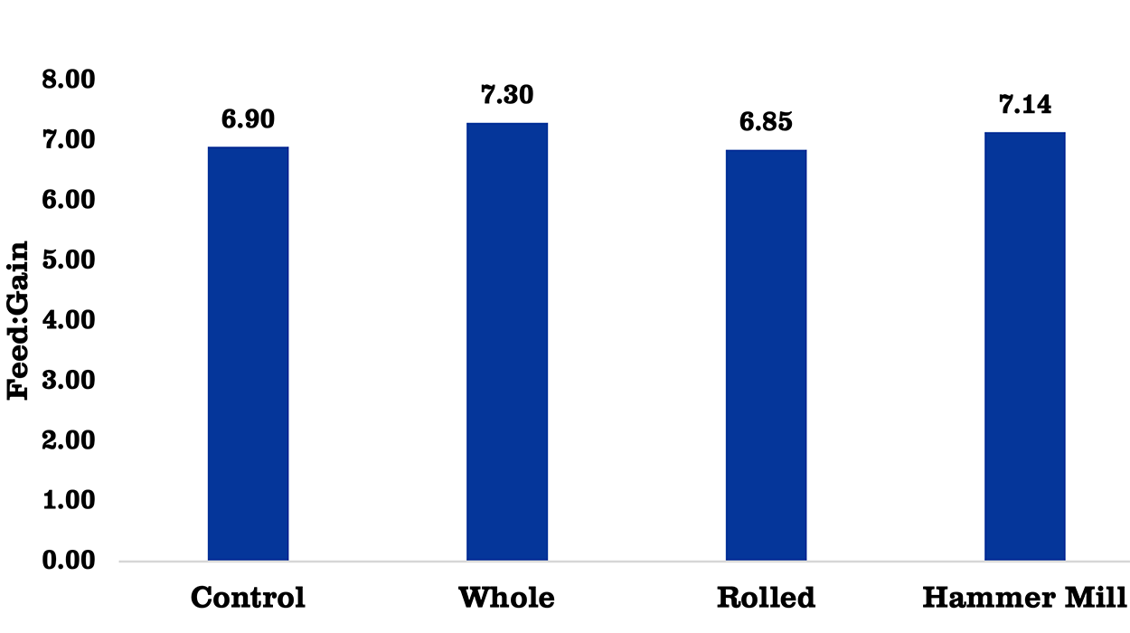 Bar graph showing the effect of rye processing on feed efficiency. For a detailed description of this graphic and data set, please call SDSU Extension at 605-688-6729.
