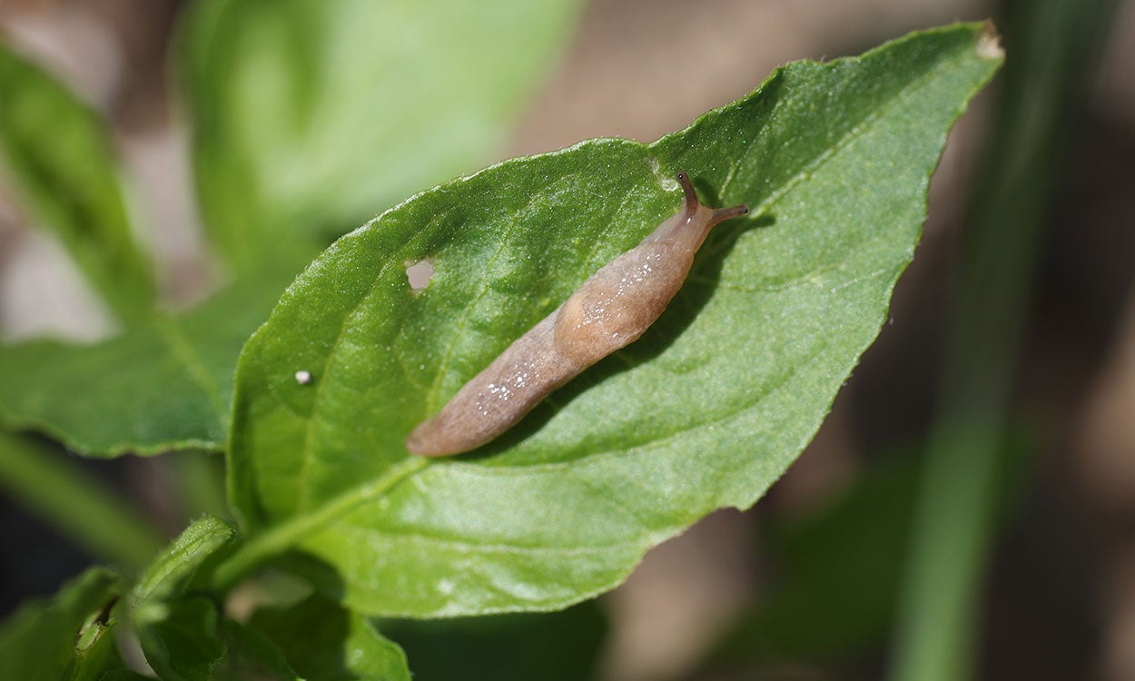 ongate, brown slug feeding on a pepper leaf.