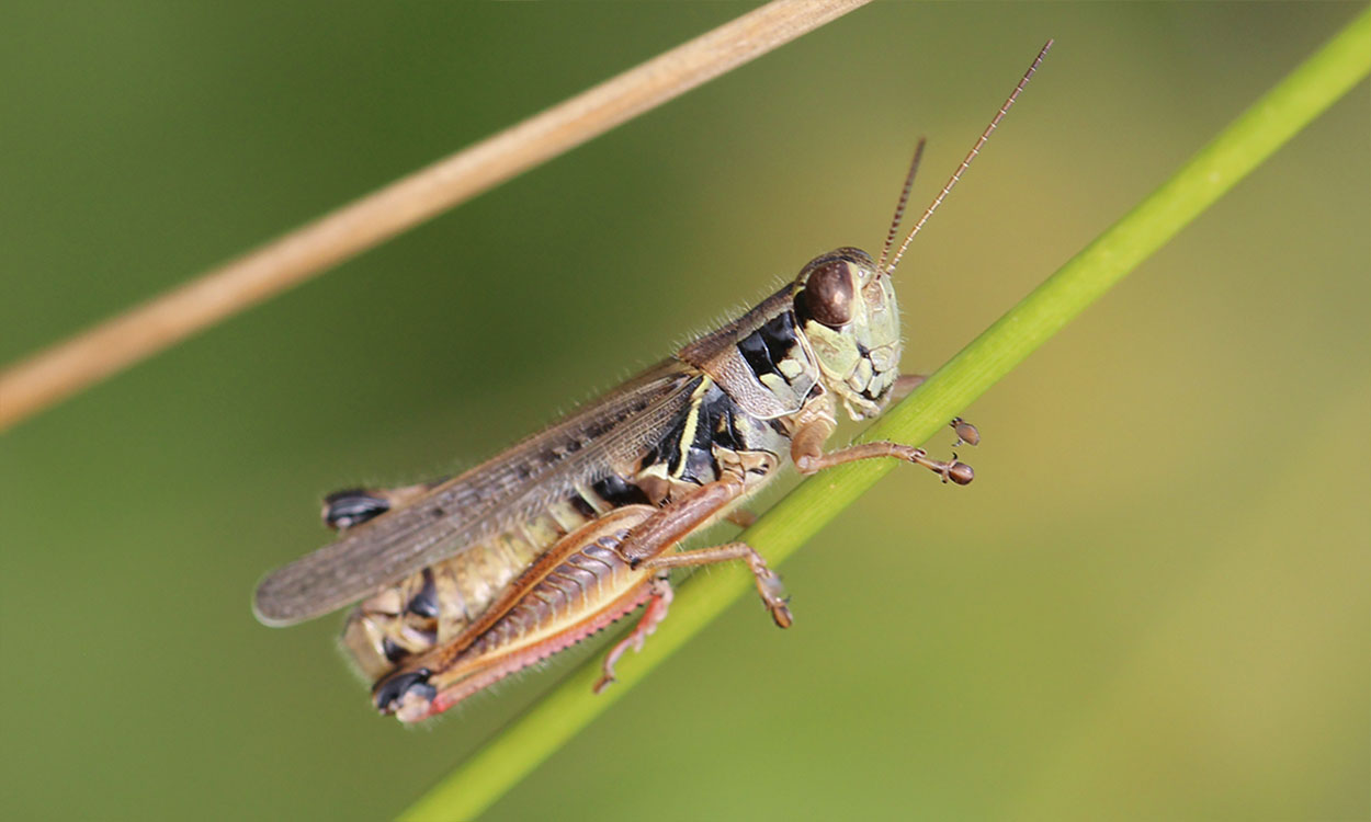 Top view of a brown grasshopper with two lighter colored lines running down the length of its body resting on a yellow flower with green leaves.