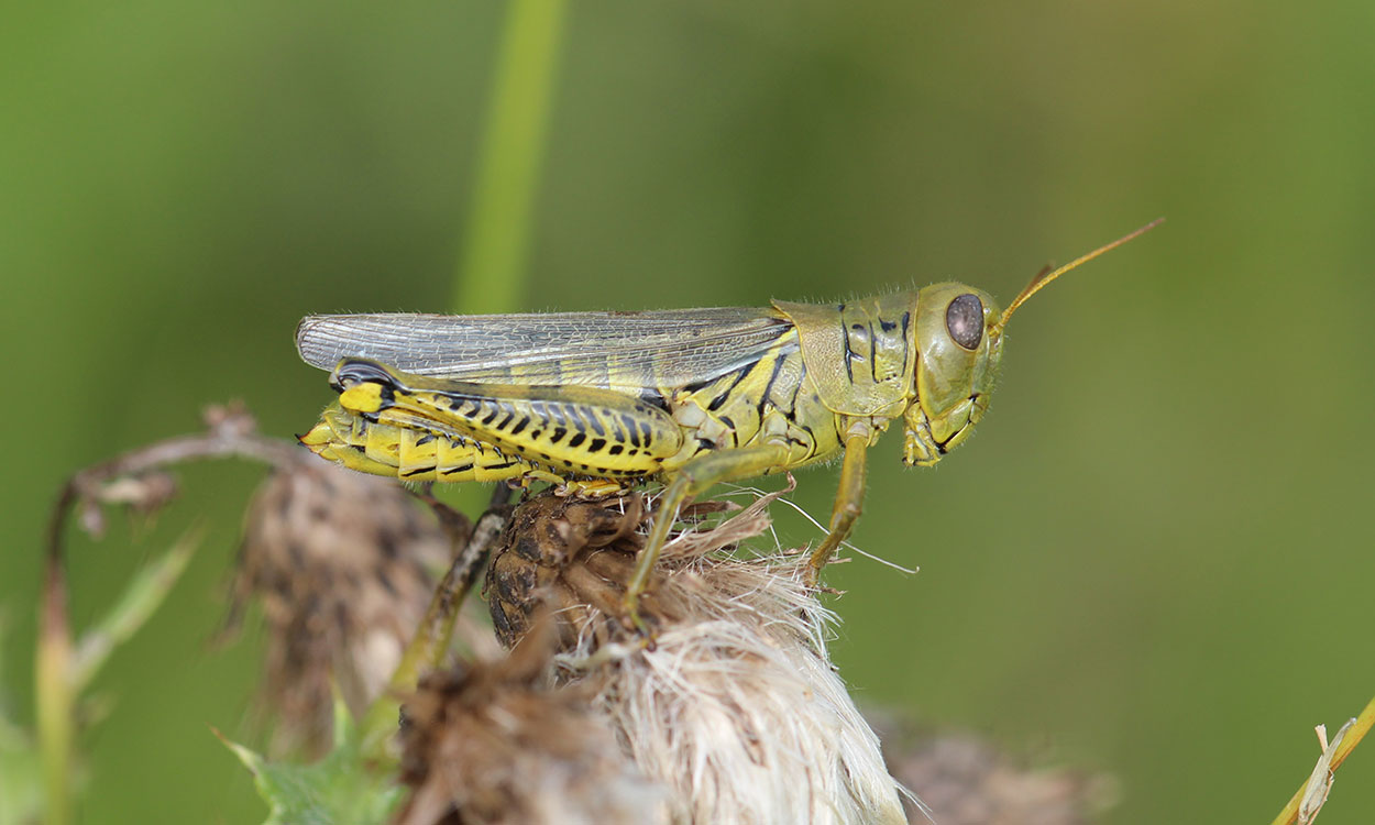 Light green grasshopper with reddish legs sitting on a tan surface.